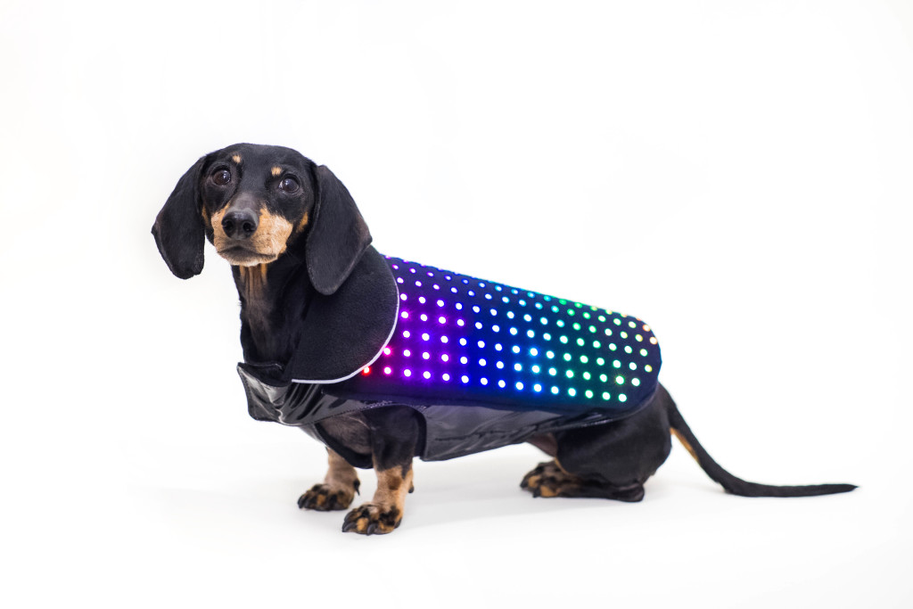 dog safety lights go fashion