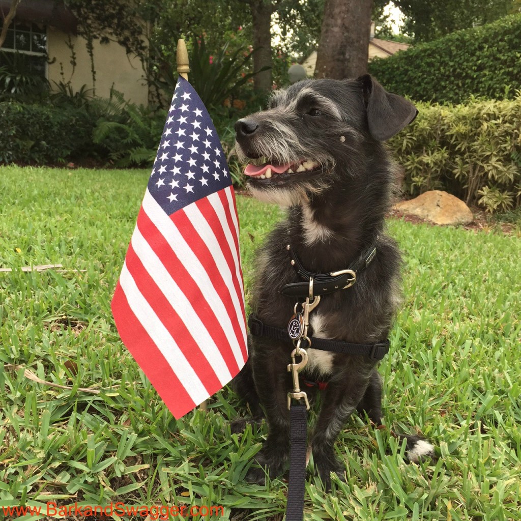 52 snapshots off life photo challenge; Jasper with an American flag
