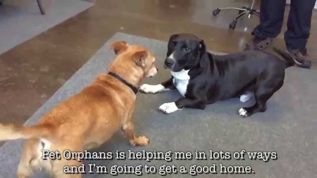 Shelter dog stories from Pet Orphans of Southern California in new YouTube series.