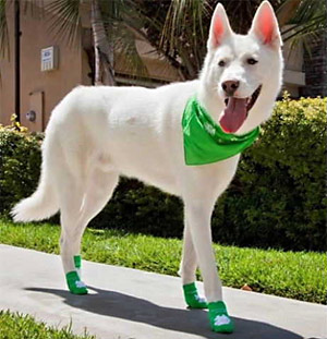novelty socks may be trending but we've known about socks for dogs for years. check these out. 