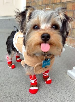 novelty socks may be trending but we've known about socks for dogs for years. check these out. 