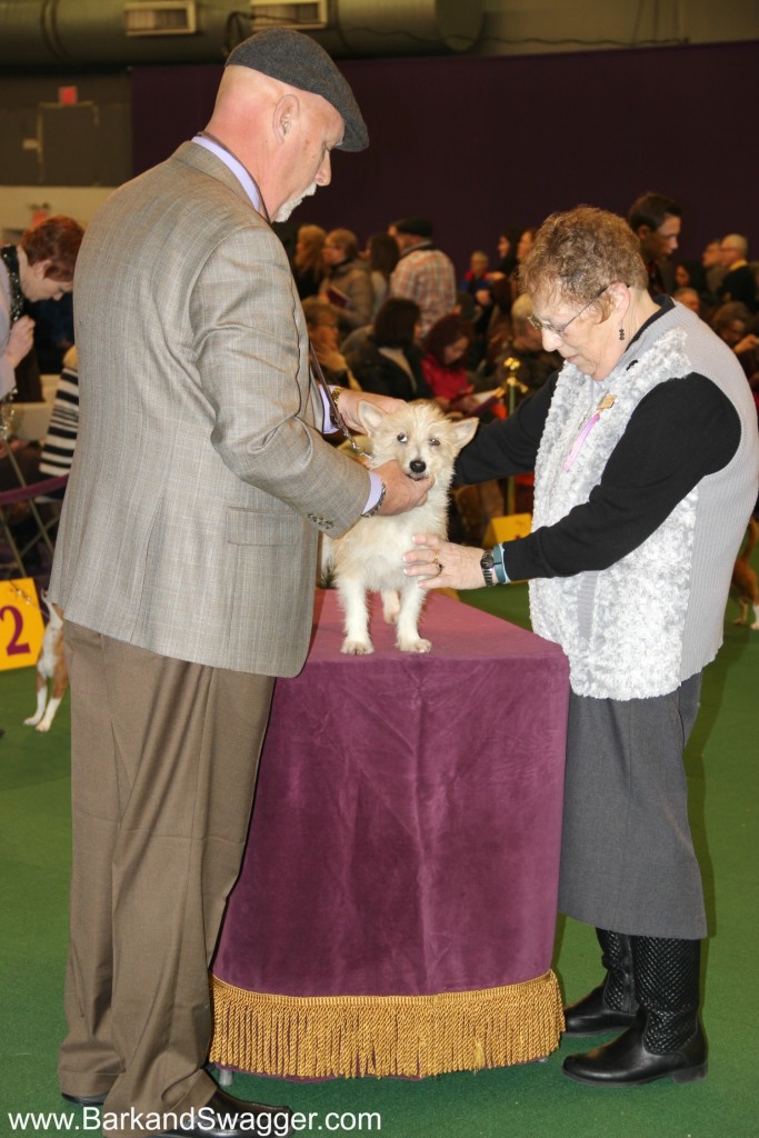the Podengos & Chihuahuas of Westminster Dog Show