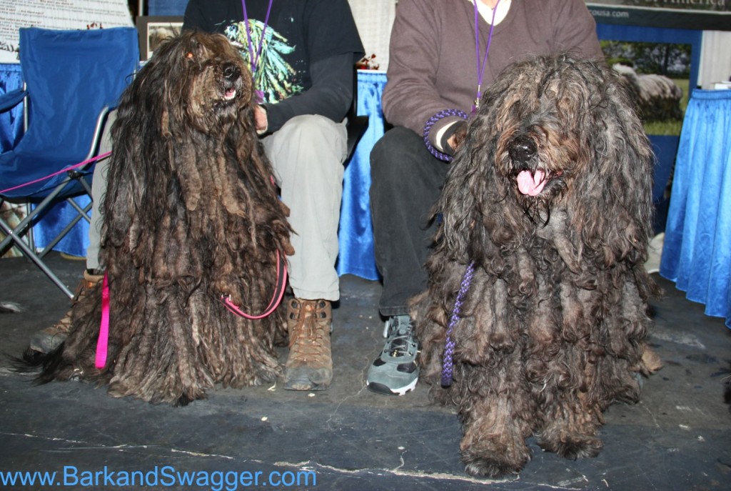 Rare breeds dogs of Westminster Dog Show