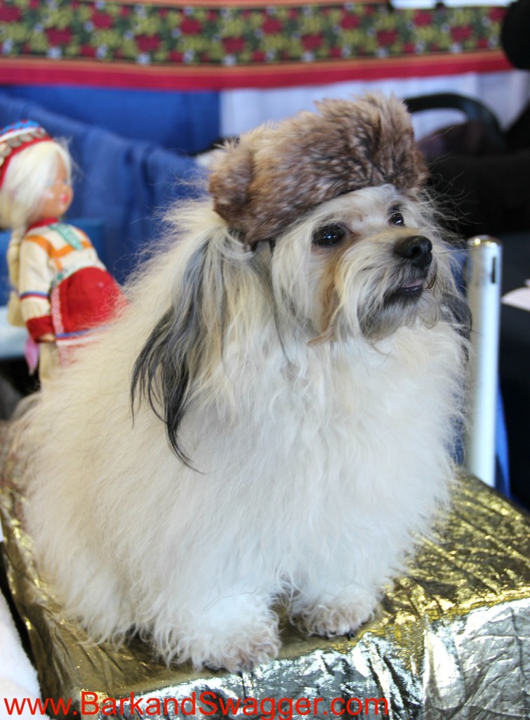 Rare breeds dogs of Westminster Dog Show