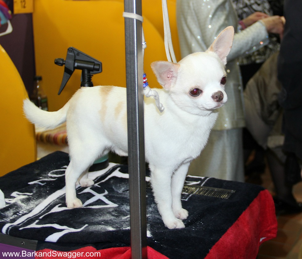 the Podengos & Chihuahuas of Westminster Dog Show