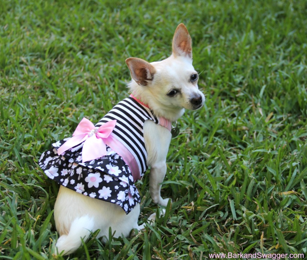 New Spring fashion for your pup and it won't break the bank!