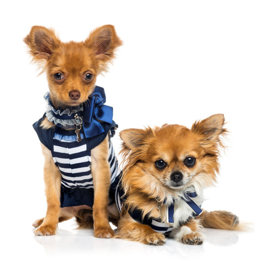 Dog fashion and more at Global Pet Expo 2016