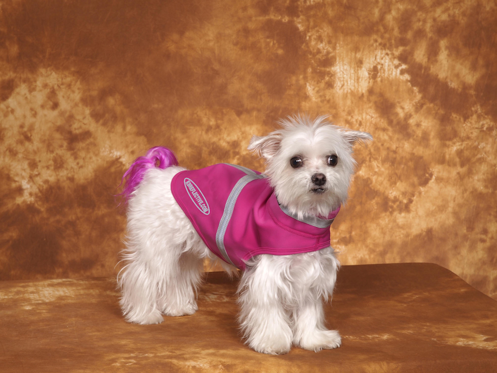 Dogs with style and their parents would love these products. Beautiful raspberry dog coat you can see in the dark.