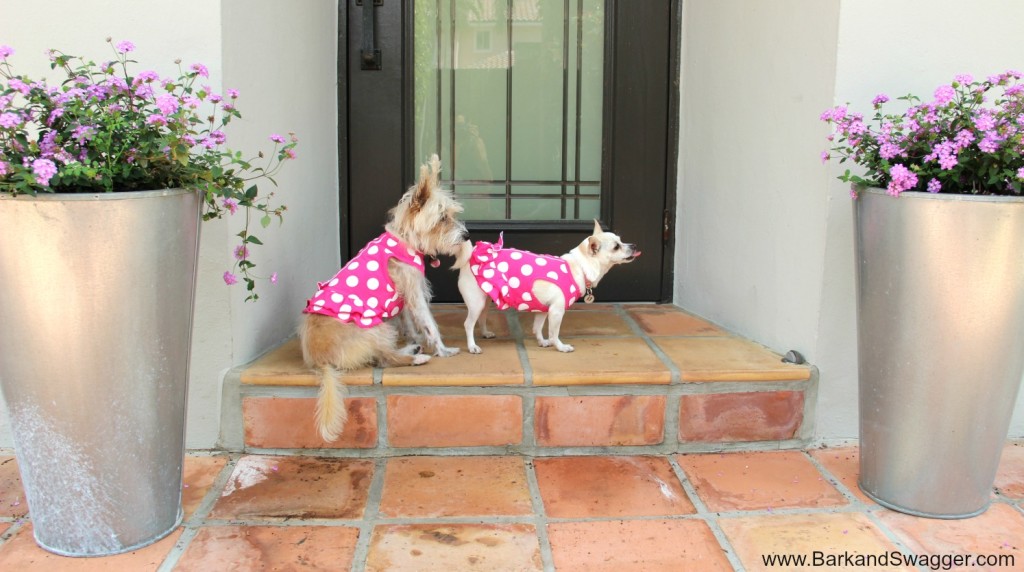 New Spring fashion for your pup and it won't break the bank!