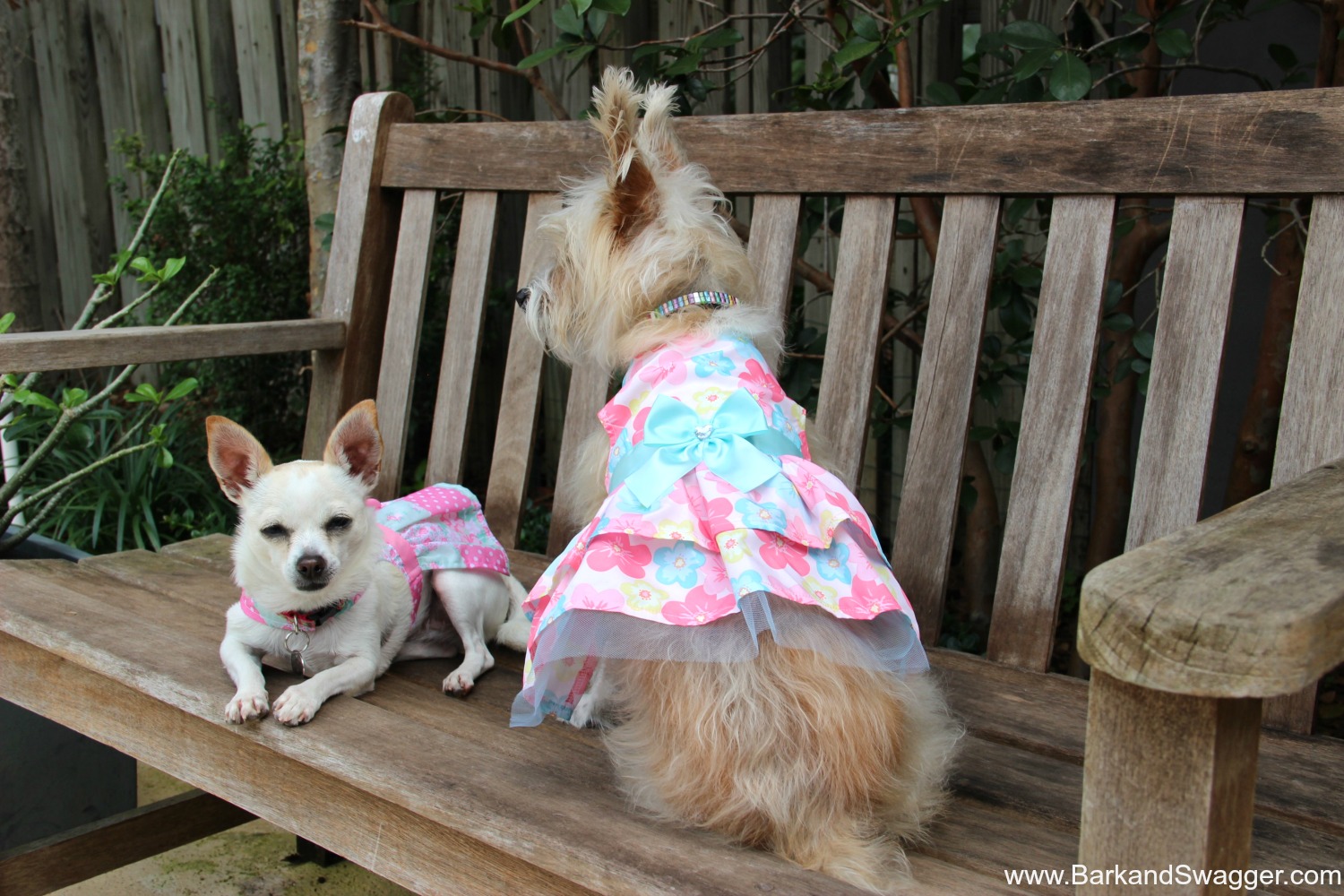 The history of Easter fashion trends and some adorable doggy styles.