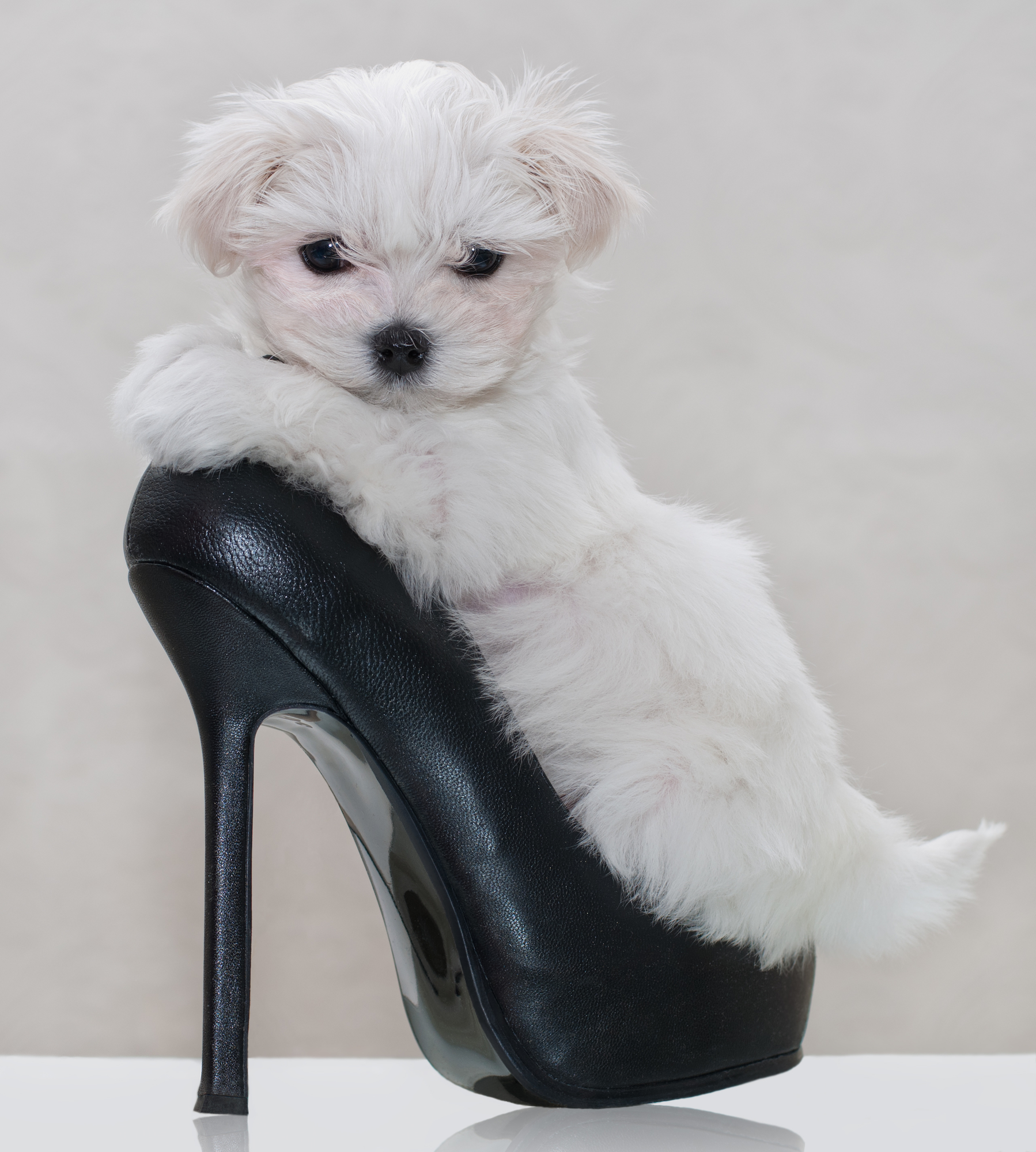 Dog fashion in one place on new G+ page