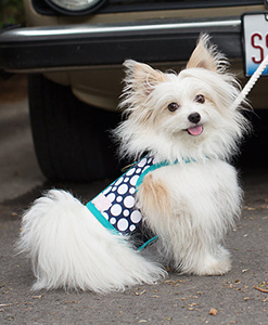 The stylish, designer small dog harness that calms your dog.