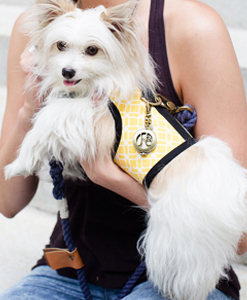 The stylish, designer small dog harness that calms your dog.