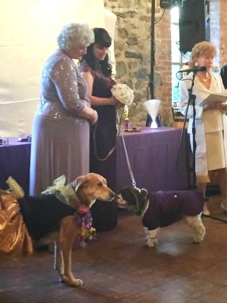This animal shelter fundraiser began as wedding vows renewal celebration. 