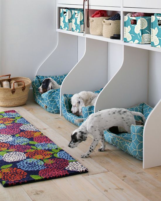 Want to know how to design a space for your dog? Here's one created for multiple dog households that's great.
