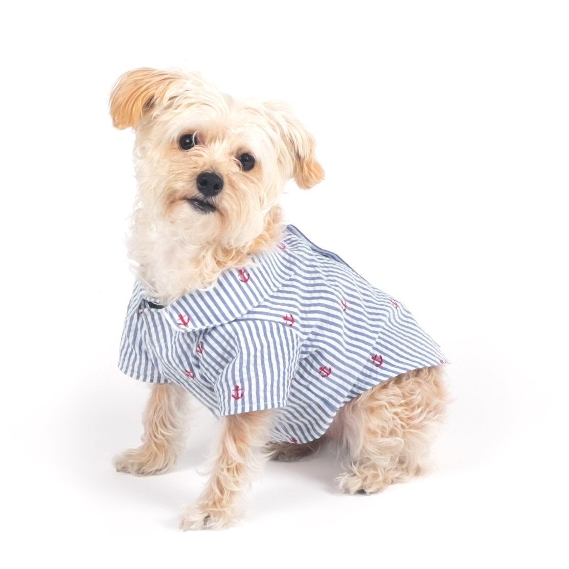 Want summer fashion ideas for your dog? Discover these adorable madras and seersucker dresses and shirts!