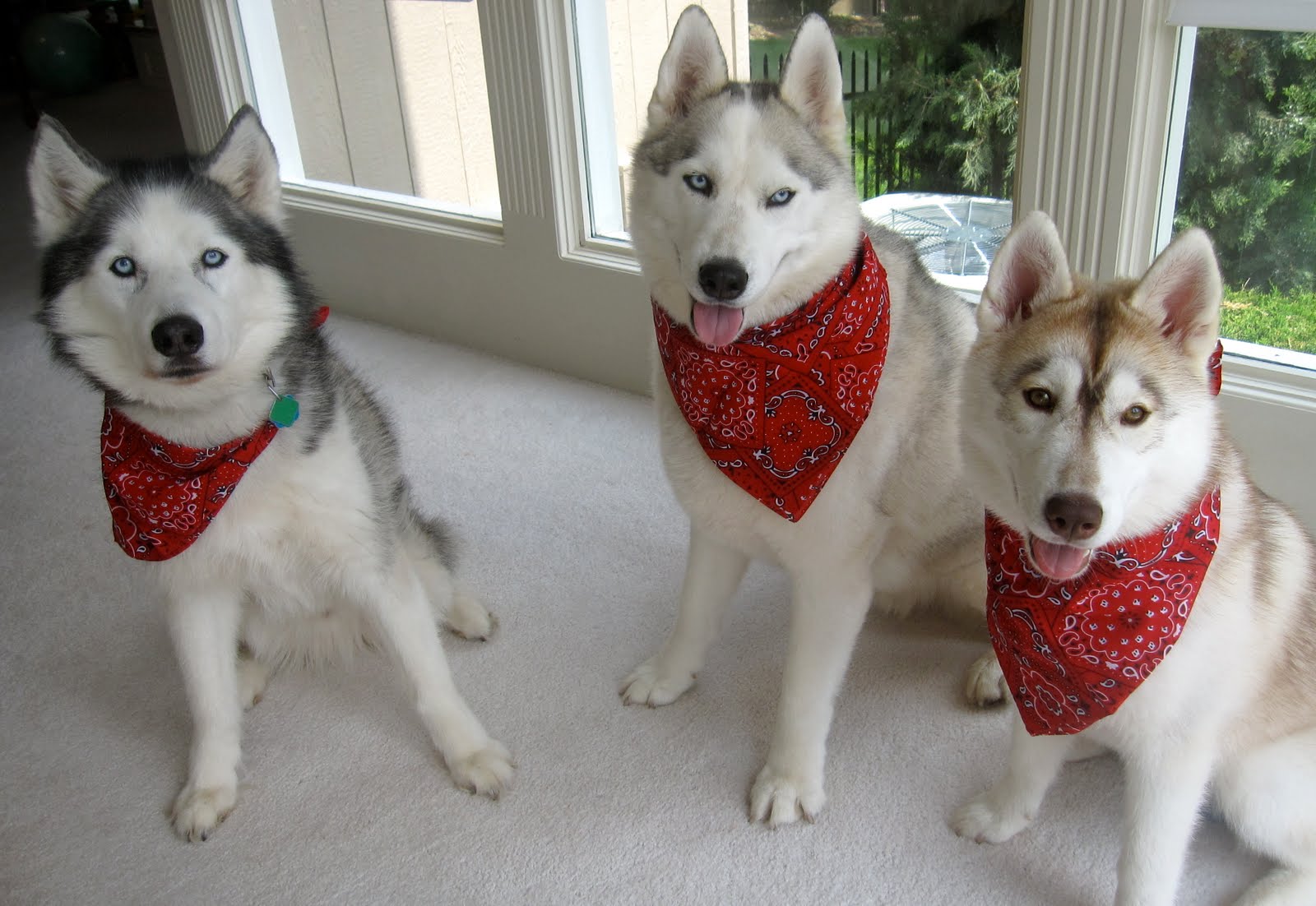 one of the hottest new fashion trends dogs have known all along - bandanas