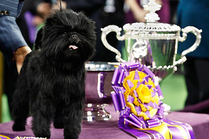 How different are breeders from dog rescue groups? Less than you think. The Affenpinscher Westminster champion, Banana Joe in 2013.