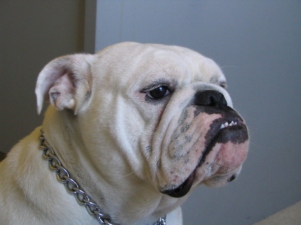 How different are breeders from dog rescue groups? Less than you think. The English Bulldog bred for a very short snout.
