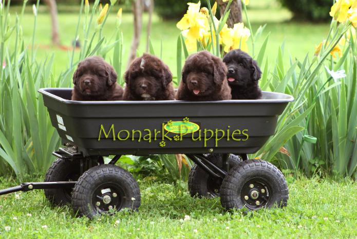 How different are breeders from dog rescue groups? Less than you think. Big commercial breeder, Monark Puppies' wagon full of pups.