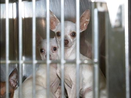 How different are breeders from dog rescue groups? Less than you think. Puppy mill Chihuahuas.