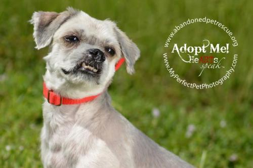 Clear the Shelters on July 23, 2016 to help countless dogs and cats get adopted! This is Guiness, waiting for his home at Abandoned Pet Rescue, Fort Lauderdale, FL.