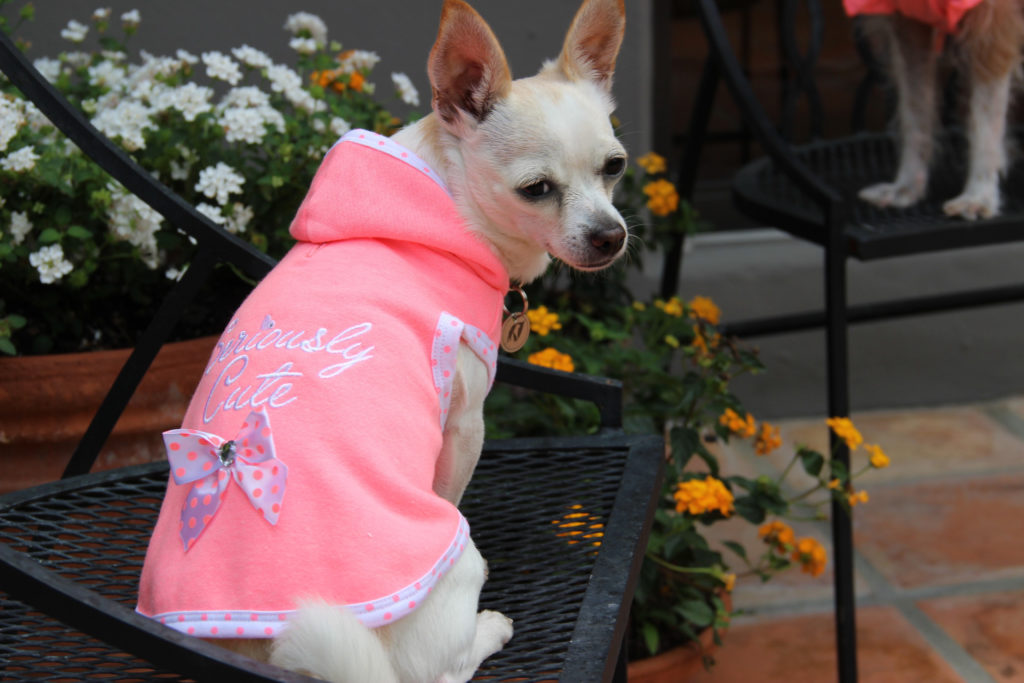 National Homeless Animal Day. My rescued Chihuahua, Anabelle, modeling for a Petco story.