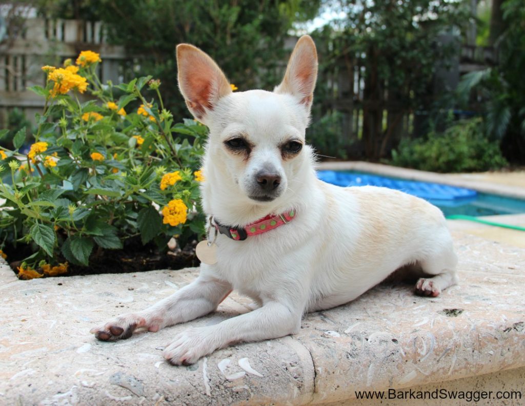 National Homeless Animal Day; my rescued Chihuahua Anabelle hanging by the pool. A cutie!