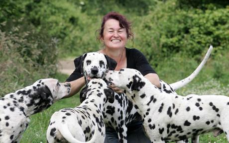 Canine Care Certified-dalmation breeder