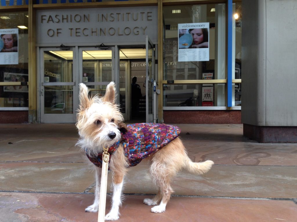 Stylish dogs. Sophie in her Couture by Sophie custom coat, The Abigail, in front of FIT
