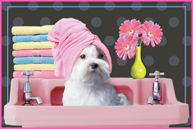 Dog grooming competition and pics of the shelter dog winners