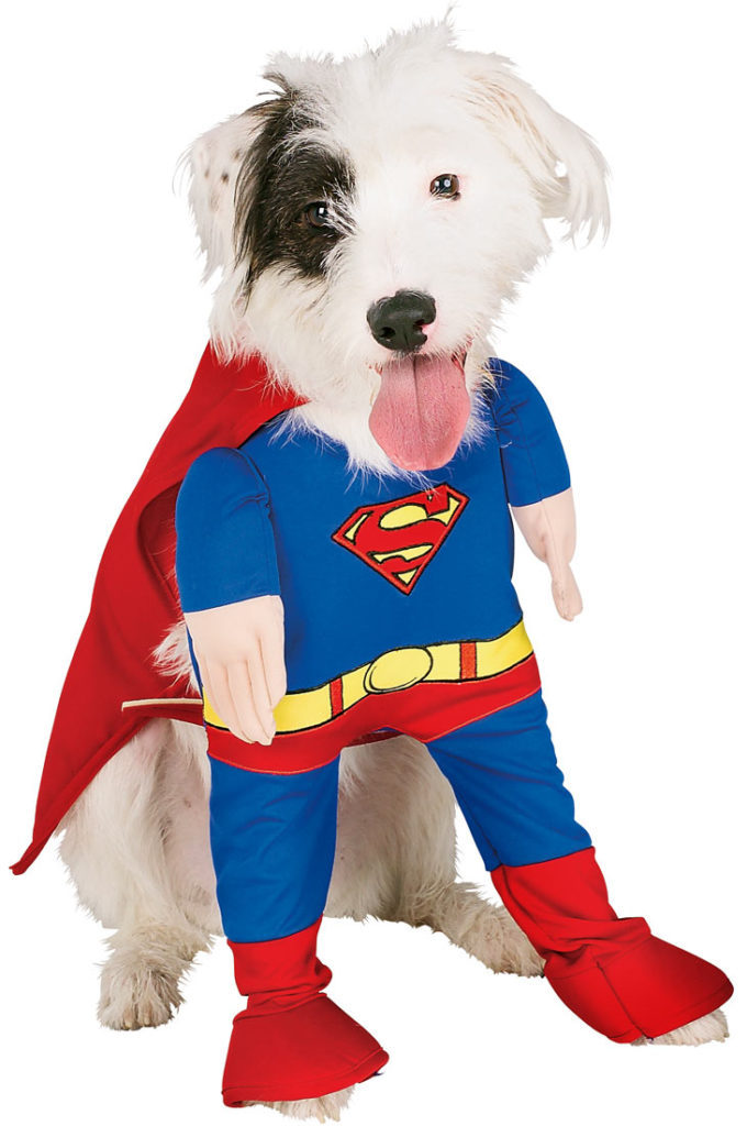 My best Halloween pet costumes 2016, Superman