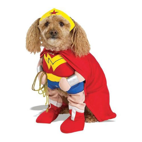 My best Halloween pet costumes 2016. Wonder Woman.