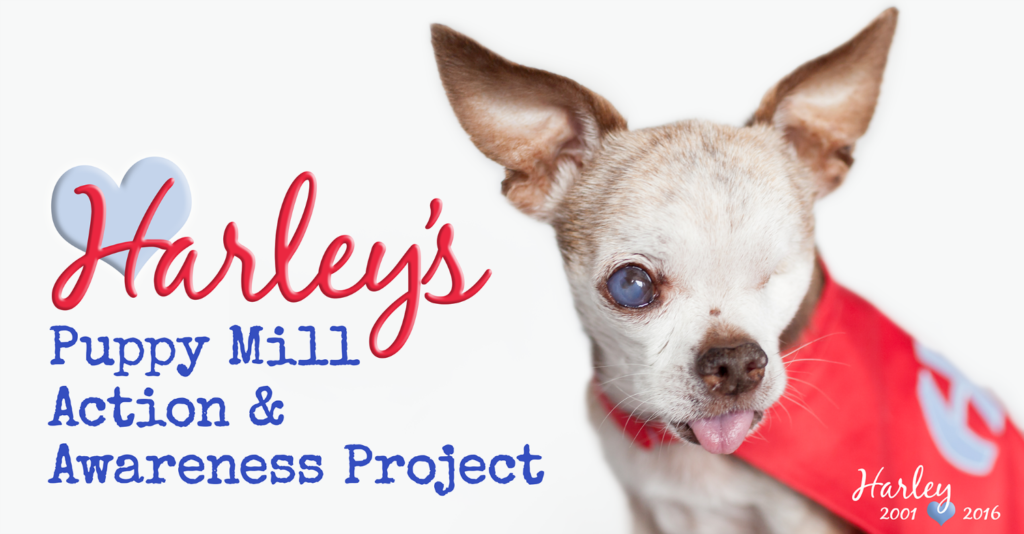 For National Puppy Mill Awareness Day we honor Harley & meet his siblings