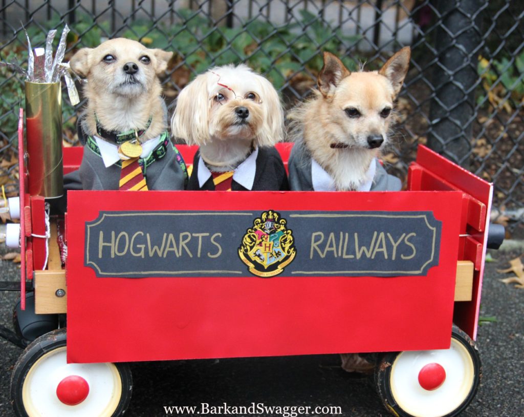 the tompkins square park dog parade is Halloween at its most creative. The Hogwarts Railways with dogs.