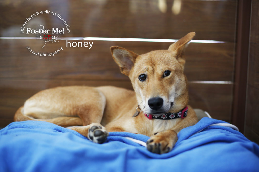 Marc Ching is saving dogs from the meat trade in Asia. Honey, up for adoption. 