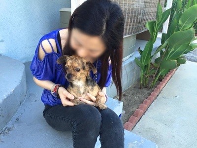 Saving dogs from the meat trade. A woman and dog, part of Marc Ching's Victim Adoption Program.