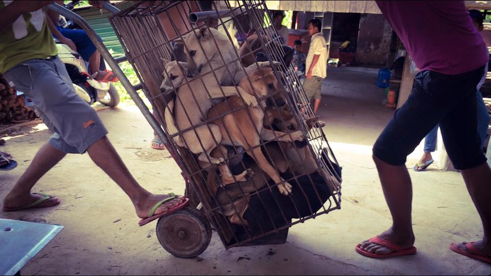 Saving dogs from the meat trade, Marc Ching's story