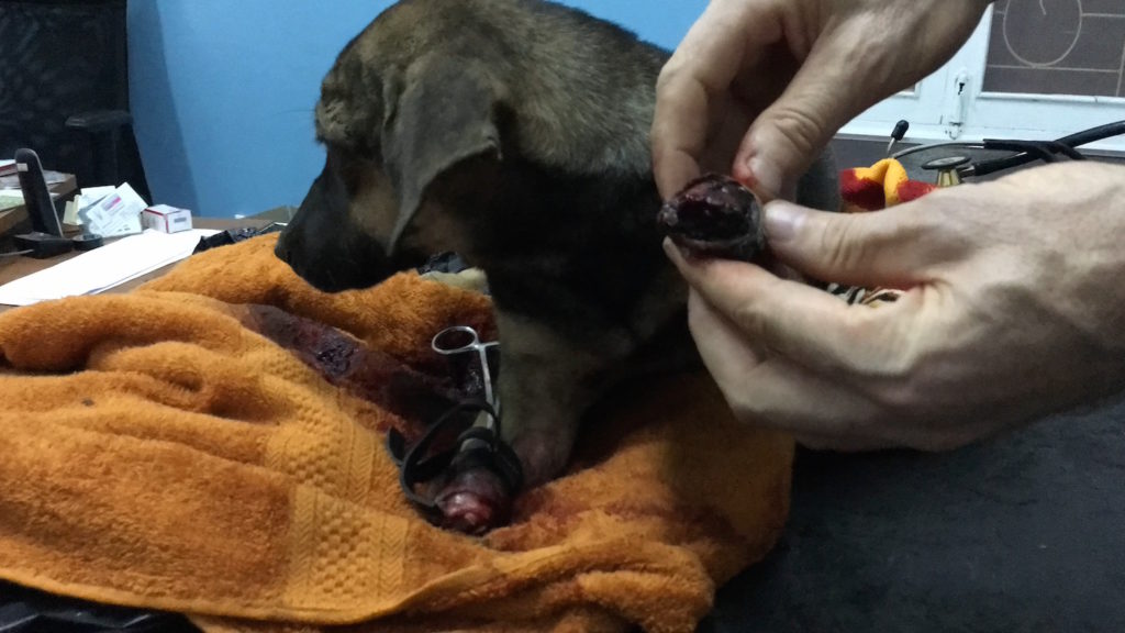 Saving dogs from the meat trade. A dog who's paws were chopped off, at the vet.