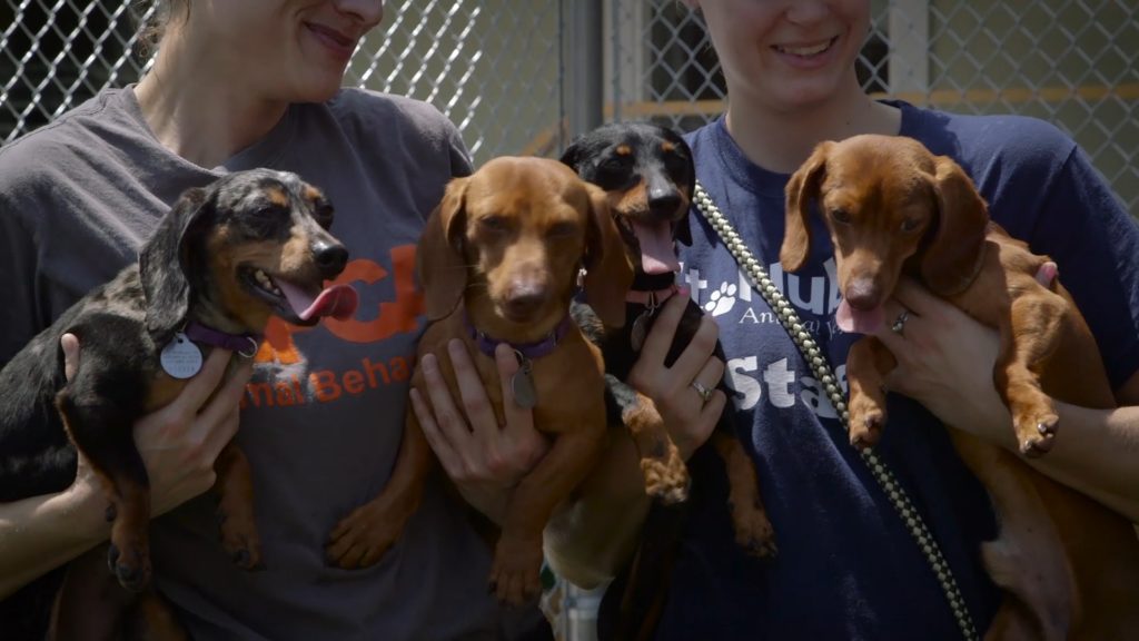 abused dogs rescued by the ASPCA Rehabilitation Center and given a second chance at life. The dachshunds on graduation day. 