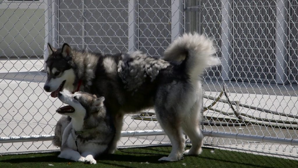abused dogs rescued by the ASPCA Rehabilitation Center and given a second chance at life. Love develops between the Malamutes.