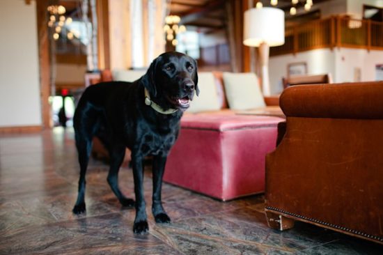 dog-friendly resorts for skiers in Stowe, VT. -Stowe Mountain Lodge