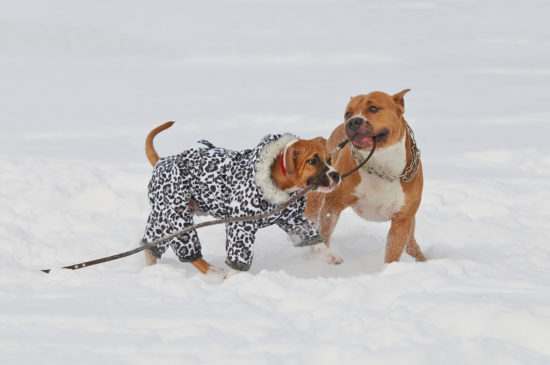 dog friendly ski resorts. Two American Staffordshire's playing in the snow