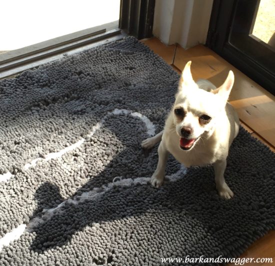 The dog floor mat that absorbs 5x more than the others. Our Anabelle getting some sun on the Soggy Doggy mat.