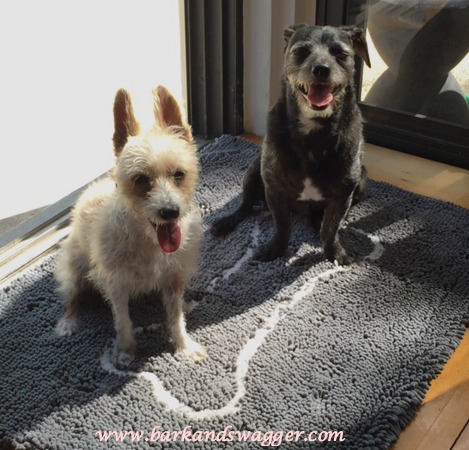 The dog floor mat that absorbs 5x more than the others. Our Sophie and Jasper dutifully posing on their Soggy Doggy mat. 