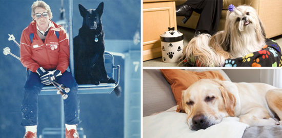 dog-friendly resorts for skiers in Whistler, BC-Fairmont Chateau Whistler