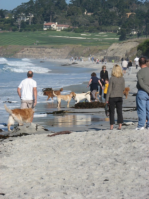 dog friendly travel tips; Carmel, CA.