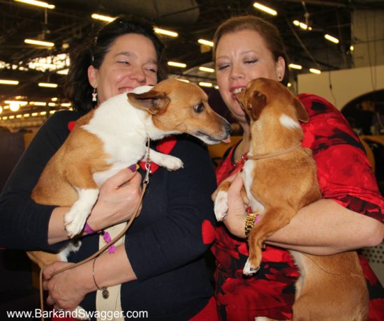 At the Westminster Dog Show, David tries to kiss Cabrita!