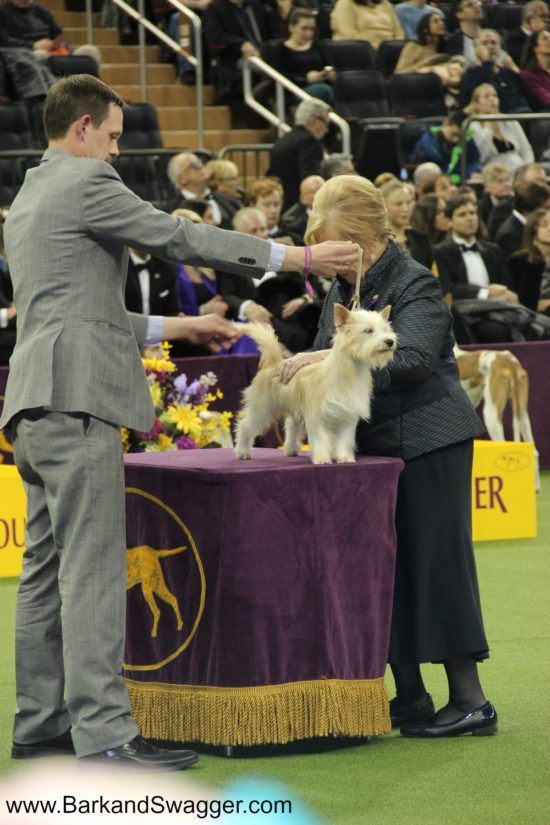 At the Westminster Dog Show, Portuguese Podengo Petqueno, Radical, won Best in Breed. Here, he's being looked over by the judge during the Hound Group competition. 