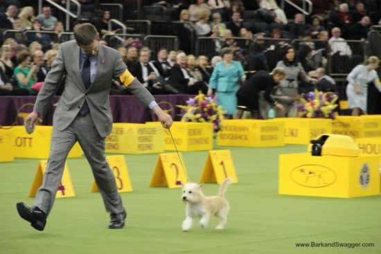 At the Westminster Dog Show, Portuguese Podengo Pequeno, Radical, takes his turn around the ring.